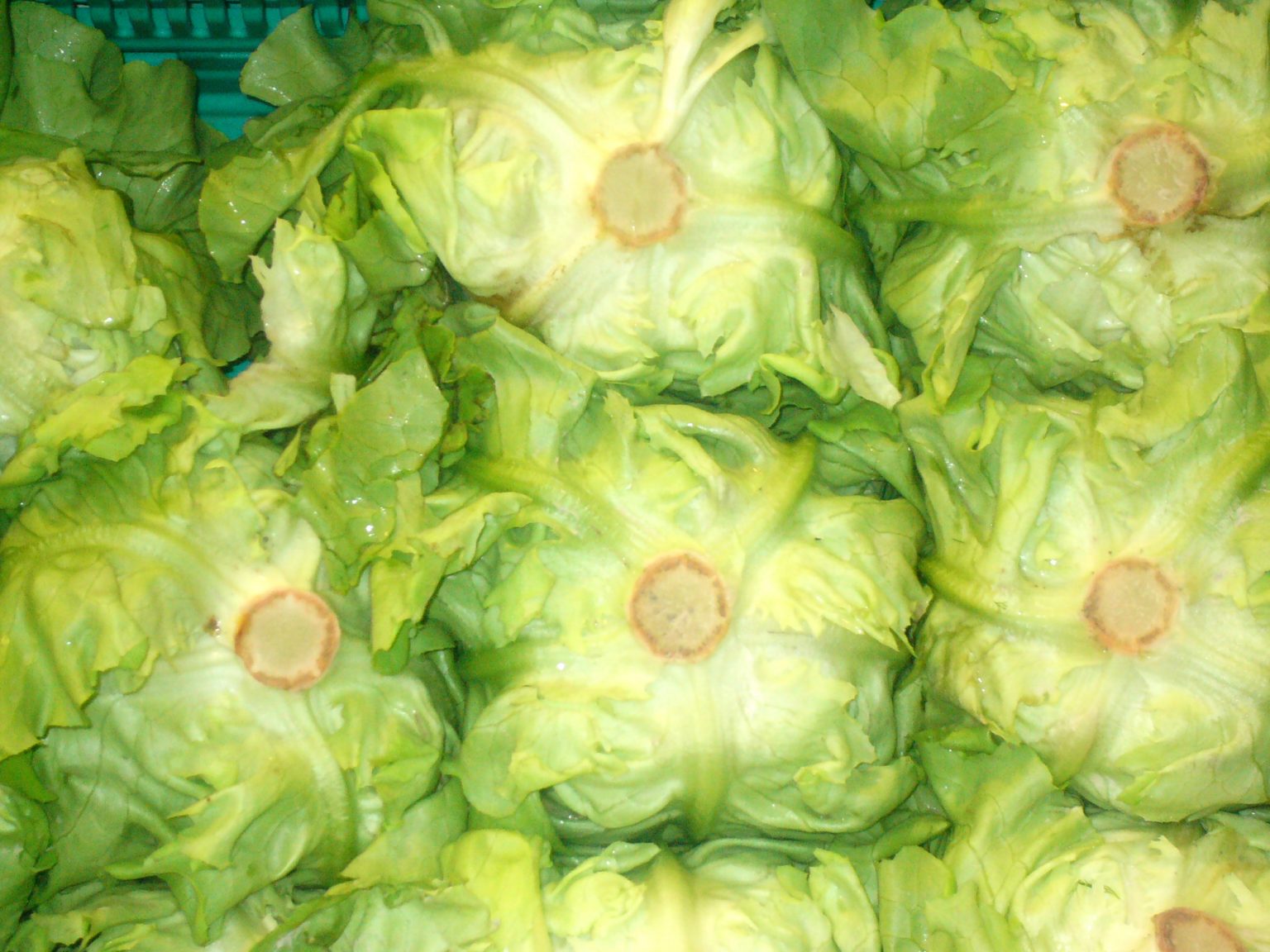 Order Fresh Lettuce Online Vegetable Delivery Cape Town