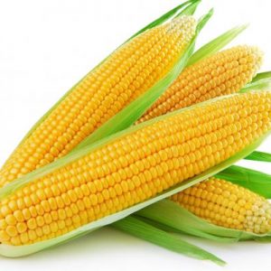 fresh sweet corn