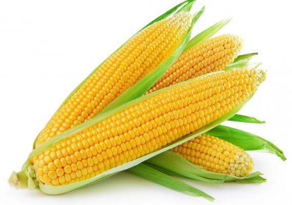 fresh sweet corn